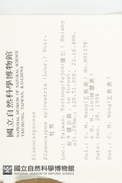 杜英、山杜英、蘭嶼杜英藏品圖，第2張