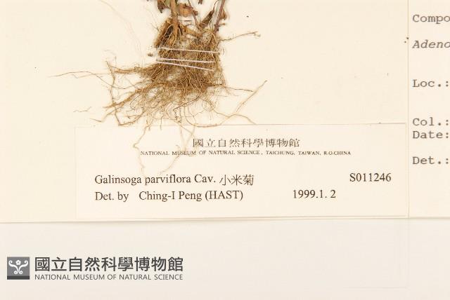 小米菊藏品圖，第3張