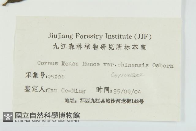 四照花、山荔枝藏品圖，第3張