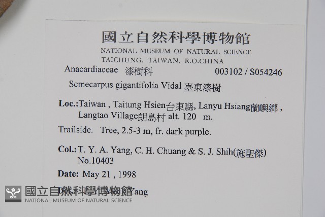 臺東漆樹藏品圖，第2張