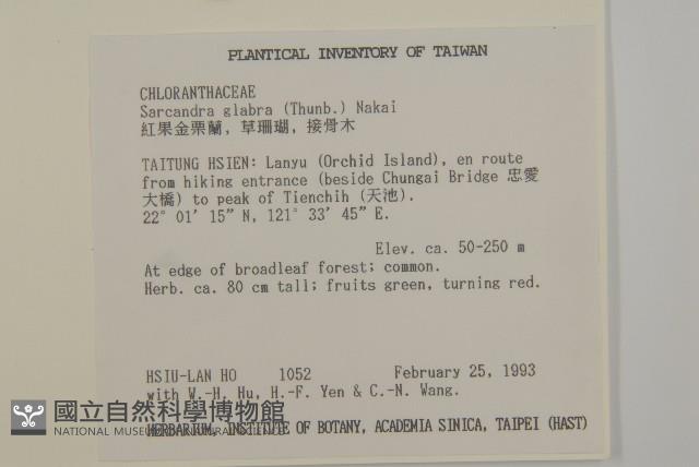 草珊瑚、紅果金粟蘭藏品圖，第2張