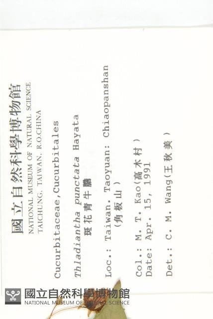 斑花青牛膽藏品圖，第2張