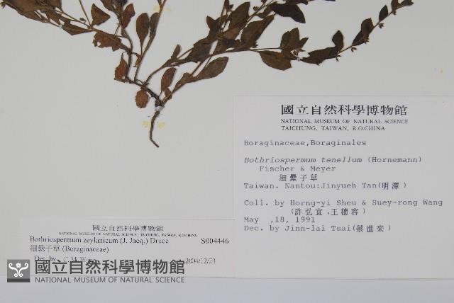 細纍子草藏品圖，第2張