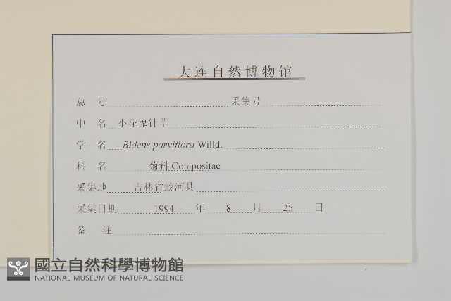 小花鬼針草藏品圖，第3張