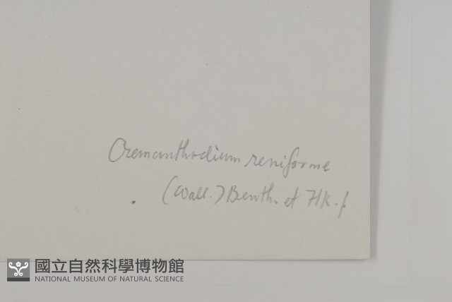 喜馬拉雅垂頭菊藏品圖，第3張