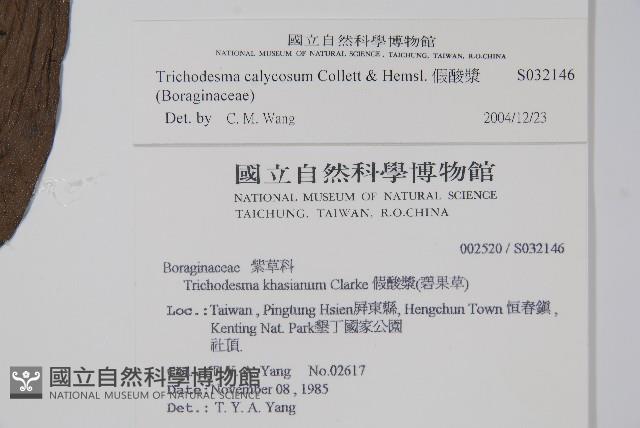 假酸漿藏品圖，第2張