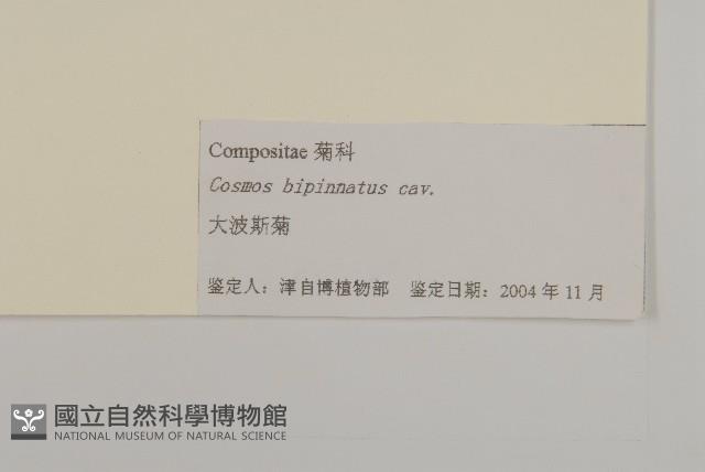 大波斯菊藏品圖，第3張