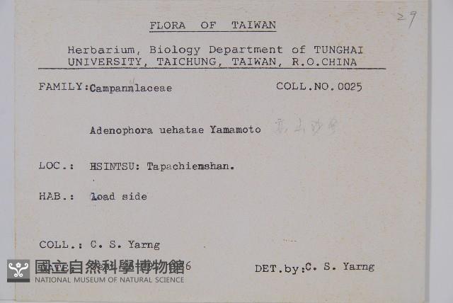 高山沙參藏品圖，第2張