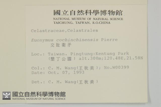 交趾衛矛藏品圖，第2張