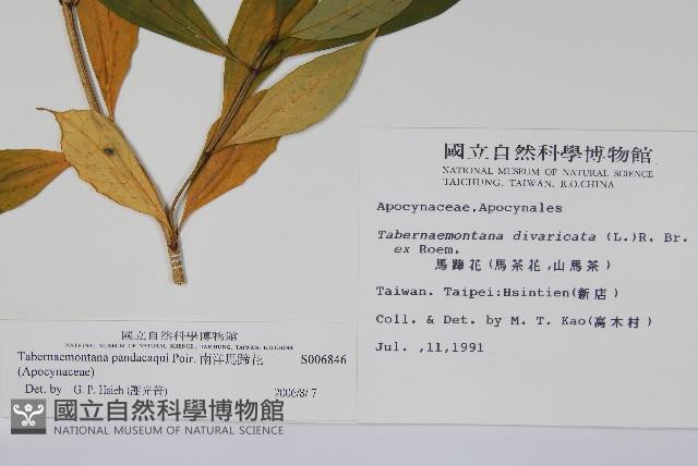 南洋馬蹄花藏品圖，第2張