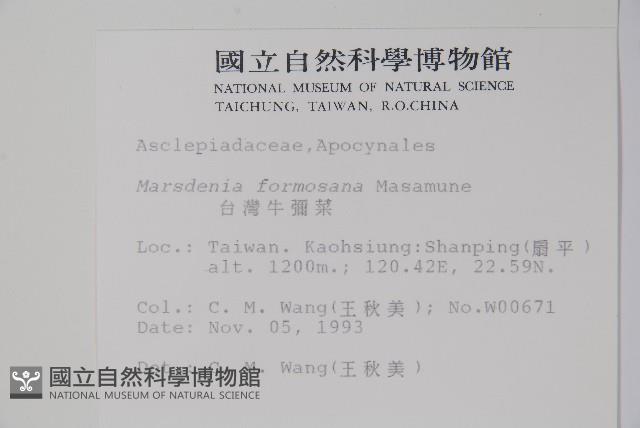 臺灣牛嬭菜藏品圖，第2張