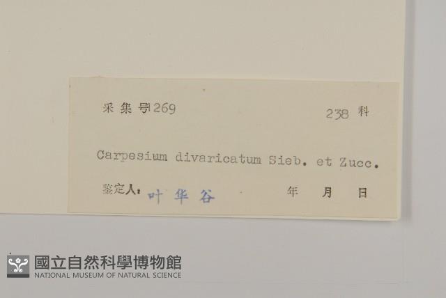 煙管草藏品圖，第3張