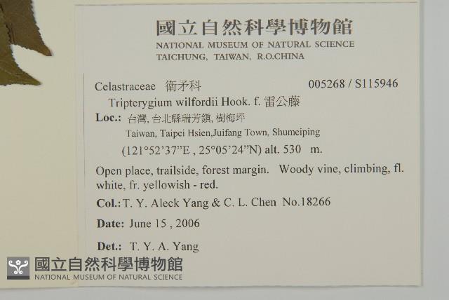 雷公藤藏品圖，第2張