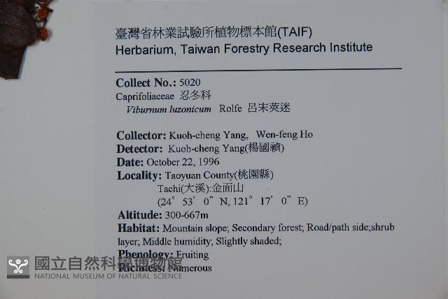 呂宋莢迷藏品圖，第2張