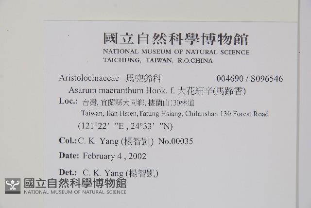 大花細辛、馬蹄香藏品圖，第2張