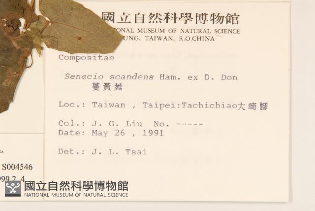 蔓澤蘭藏品圖，第2張