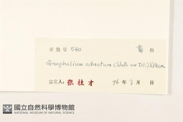 紅面番藏品圖，第3張