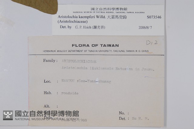 大葉馬兜鈴藏品圖，第2張