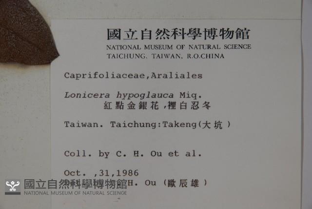 裡白忍冬、紅腺忍冬藏品圖，第2張