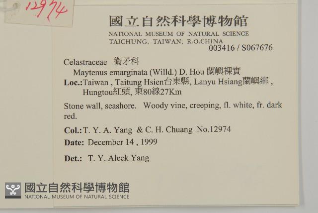 蘭嶼裸實藏品圖，第2張