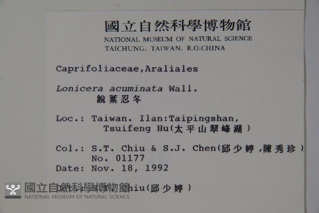 阿里山忍冬、漸尖葉忍冬藏品圖，第2張