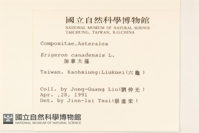 加拿大蓬藏品圖，第2張