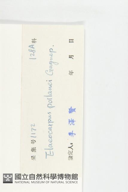 小葉滇越杜英藏品圖，第3張