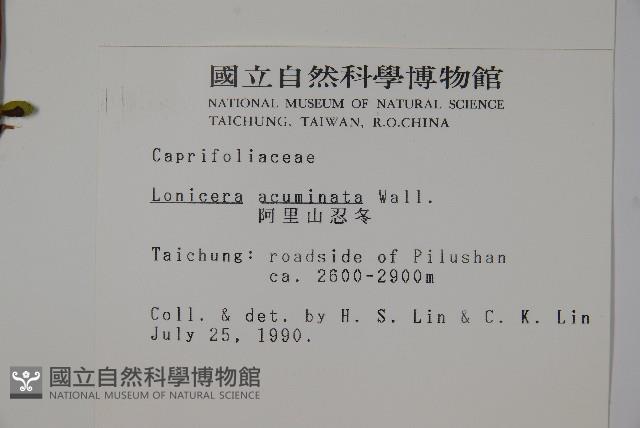 阿里山忍冬、漸尖葉忍冬藏品圖，第2張