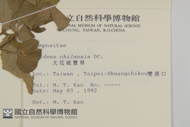 大花咸豐草藏品圖，第2張