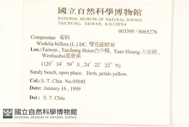 雙花蟛蜞菊藏品圖，第2張