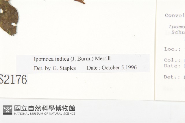 銳葉牽牛藏品圖，第3張