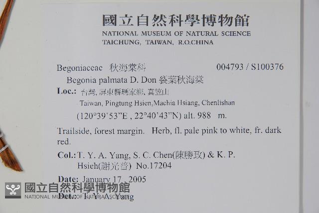 裂葉秋海棠藏品圖，第2張