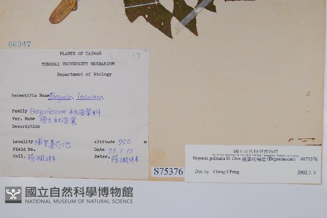 裂葉秋海棠藏品圖，第2張