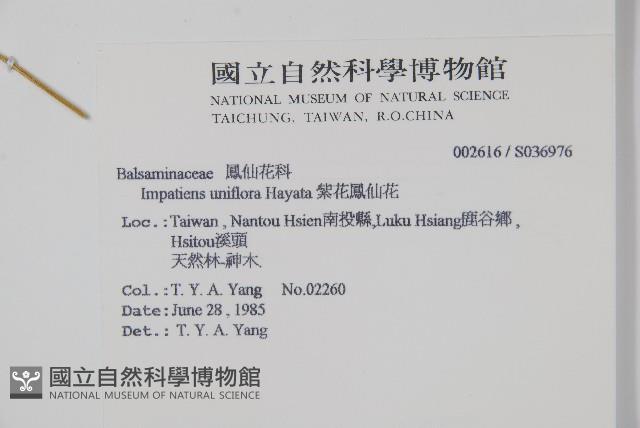 紫花鳳仙花藏品圖，第2張