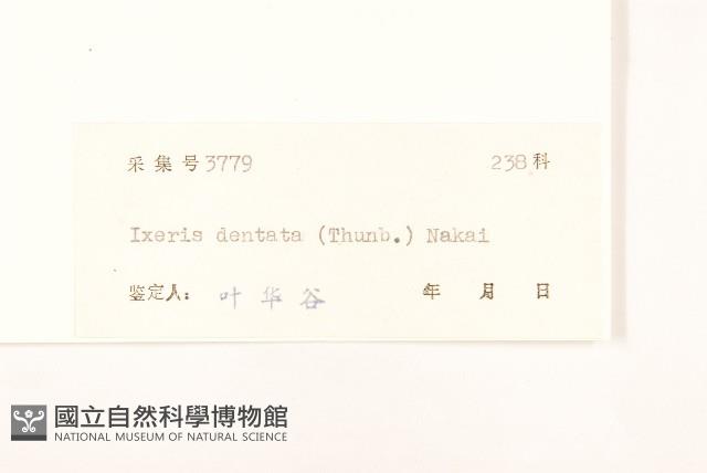 齒緣苦實藏品圖，第3張