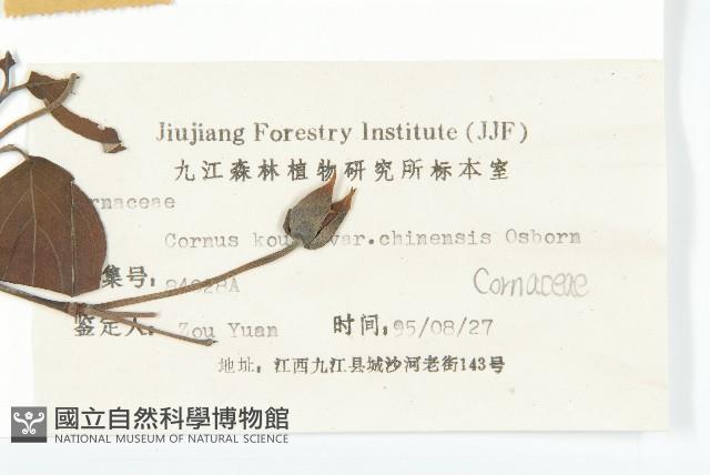 四照花、山荔枝藏品圖，第3張