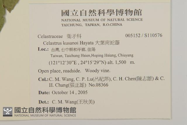 大葉南蛇藤藏品圖，第2張