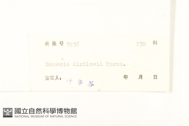 狗舌草藏品圖，第3張