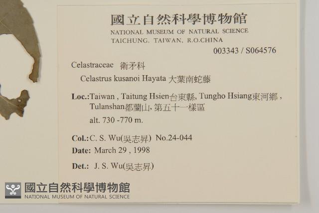 大葉南蛇藤藏品圖，第2張