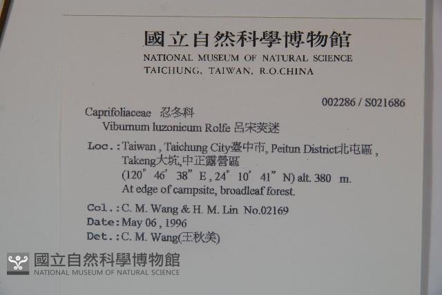 呂宋莢迷藏品圖，第2張