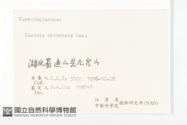 中國菟絲子藏品圖，第3張