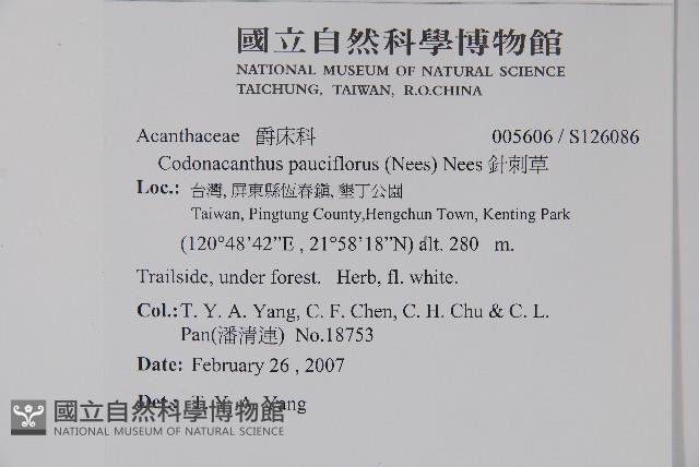 針刺草藏品圖，第2張