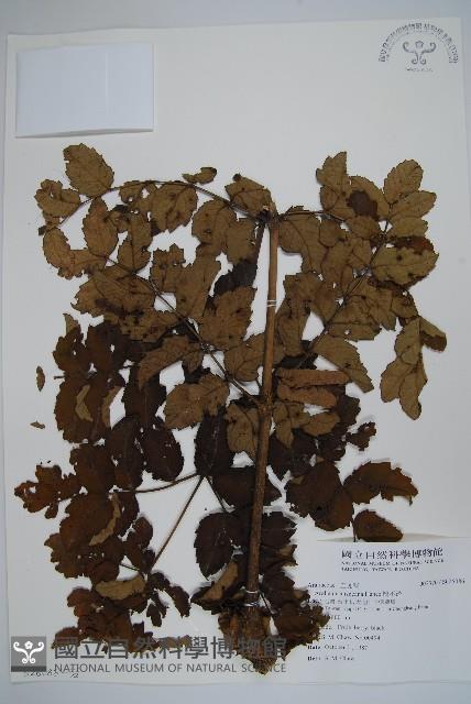 鵲不踏藏品圖，第3張