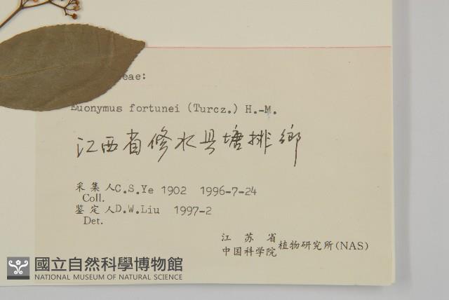 扶芳藤藏品圖，第3張