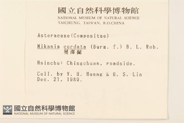 蔓澤蘭藏品圖，第2張