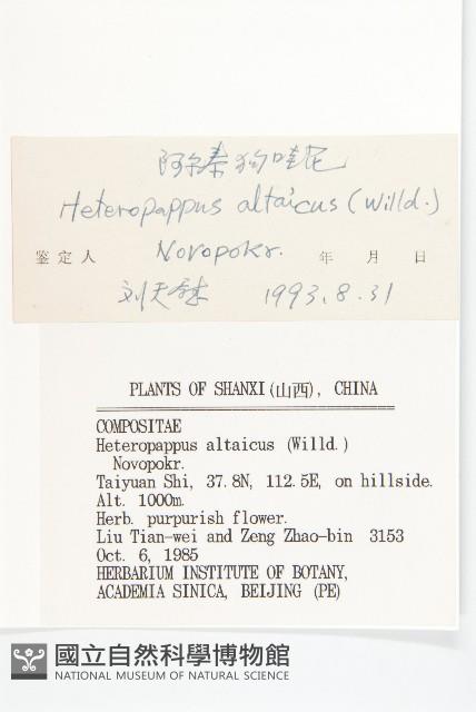 阿爾泰狗哇花藏品圖，第3張