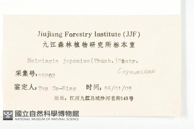 青莢葉藏品圖，第3張