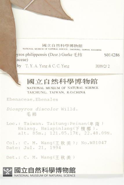 毛柿藏品圖，第2張