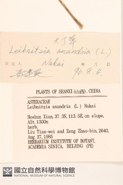 大丁草藏品圖，第3張