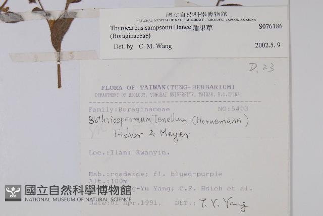 盾果草藏品圖，第2張